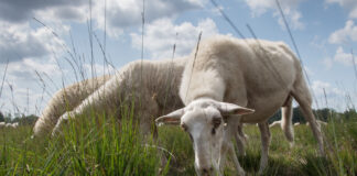 Column . . “Eindelijk een heide zonder geluid of geur”