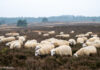 Heidebeheer met schaapskudde niet ter discussie, voorbereidingen voor nieuwe schaapskooi Elspeet gaan door