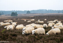 Heidebeheer met schaapskudde niet ter discussie, voorbereidingen voor nieuwe schaapskooi Elspeet gaan door
