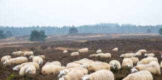 Heidebeheer met schaapskudde niet ter discussie, voorbereidingen voor nieuwe schaapskooi Elspeet gaan door