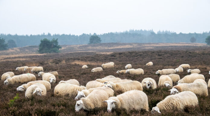 Heidebeheer met schaapskudde niet ter discussie, voorbereidingen voor nieuwe schaapskooi Elspeet gaan door
