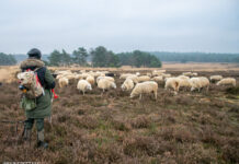 Politieke partijen stellen vragen over toekomst schaapskudde Elspeet
