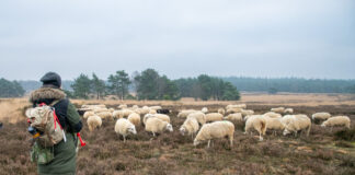 Politieke partijen stellen vragen over toekomst schaapskudde Elspeet