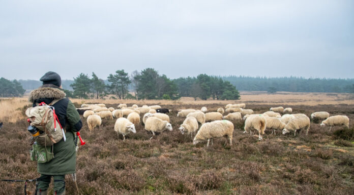 Politieke partijen stellen vragen over toekomst schaapskudde Elspeet