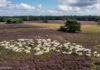 Schaapskudde Elspeter Heide na 50 jaar gedwongen tot stoppen
