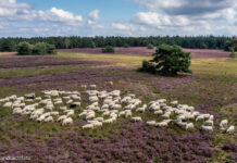 Schaapskudde Elspeter Heide na 50 jaar gedwongen tot stoppen