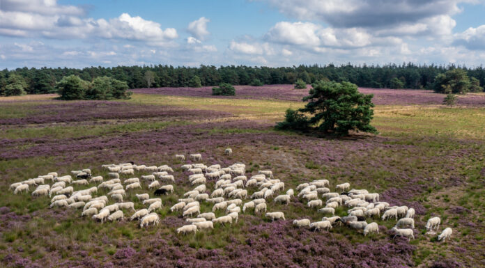 Schaapskudde Elspeter Heide na 50 jaar gedwongen tot stoppen