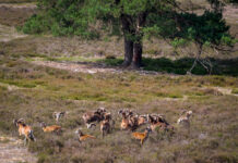 Moeflons op de Noorderheide – Schuwe grazers in de luwte van Vierhouten