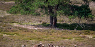 Moeflons op de Noorderheide – Schuwe grazers in de luwte van Vierhouten