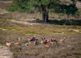 Moeflons op de Noorderheide – Schuwe grazers in de luwte van Vierhouten