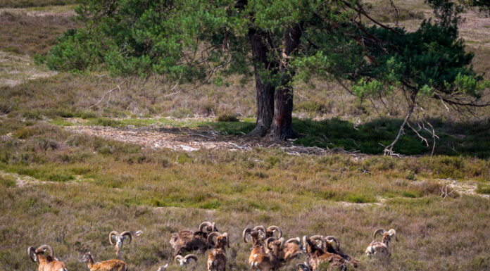 Moeflons op de Noorderheide – Schuwe grazers in de luwte van Vierhouten