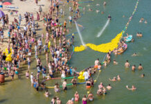 Kwekgekke Waterstrijd in de Zandenplas: Duizenden eendjes racen voor het goede doel