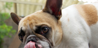 Aanlijnadvies voor honden, ook in losloopgebieden