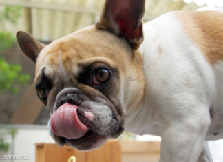 Aanlijnadvies voor honden, ook in losloopgebieden