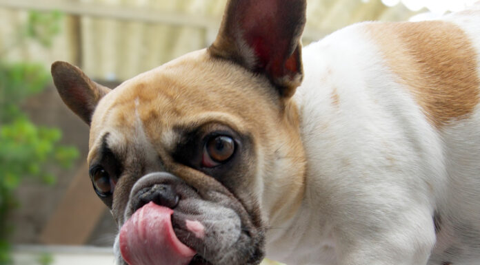 Aanlijnadvies voor honden, ook in losloopgebieden