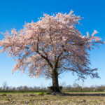 Een gedenkboom kopen bij Unieke Bomen in Doornspijk