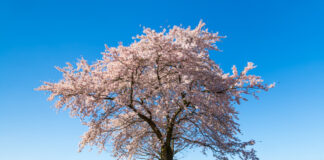 Een gedenkboom kopen bij Unieke Bomen in Doornspijk