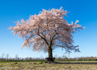 Een gedenkboom kopen bij Unieke Bomen in Doornspijk