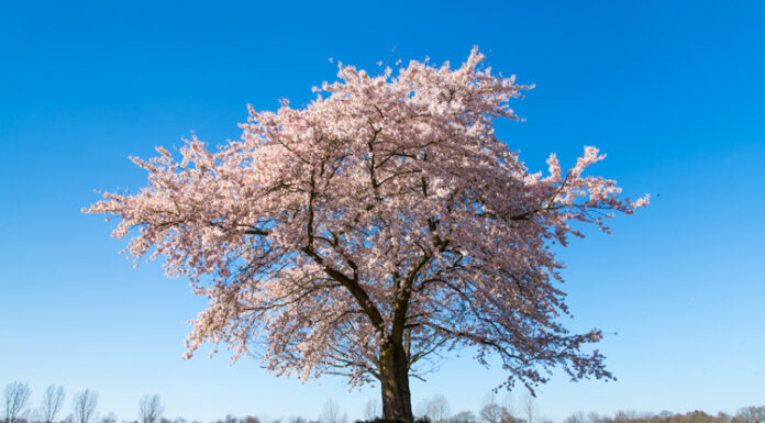 Een gedenkboom kopen bij Unieke Bomen in Doornspijk