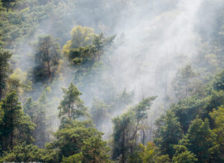 Snelle inzet brandweer voorkomt grote natuurbrand