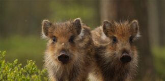 Dialezing Jan Huttinga