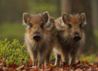 Dialezing Jan Huttinga