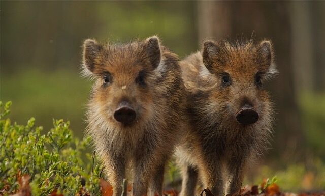 Dialezing Jan Huttinga