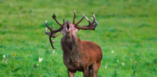 Vroegtijdig burlen bij Vierhouten: uniek natuurverschijnsel