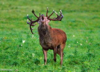 Vroegtijdig burlen bij Vierhouten: uniek natuurverschijnsel
