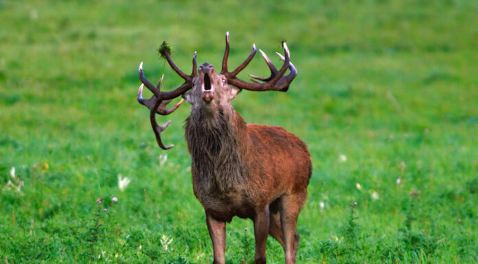 Vroegtijdig burlen bij Vierhouten: uniek natuurverschijnsel