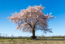 Stel uw boomvragen tijdens het inloopmoment in uw dorp