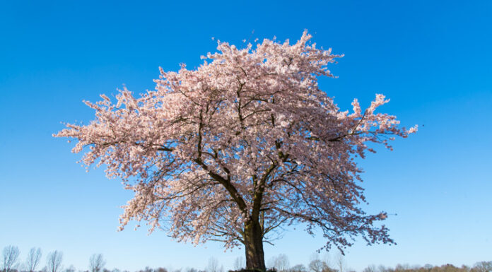 Stel uw boomvragen tijdens het inloopmoment in uw dorp