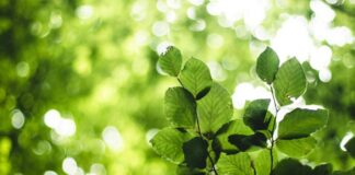 Toerisme in transitie: hoe Nunspeet digitale innovatie combineert met lokale ervaring