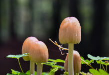Ga mee met de Paddenstoelen-Herfstwandeling in Elspeet