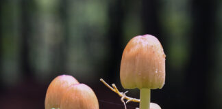 Ga mee met de Paddenstoelen-Herfstwandeling in Elspeet