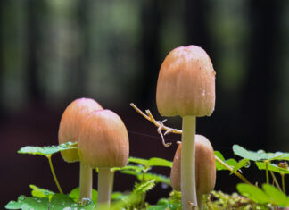 Ga mee met de Paddenstoelen-Herfstwandeling in Elspeet