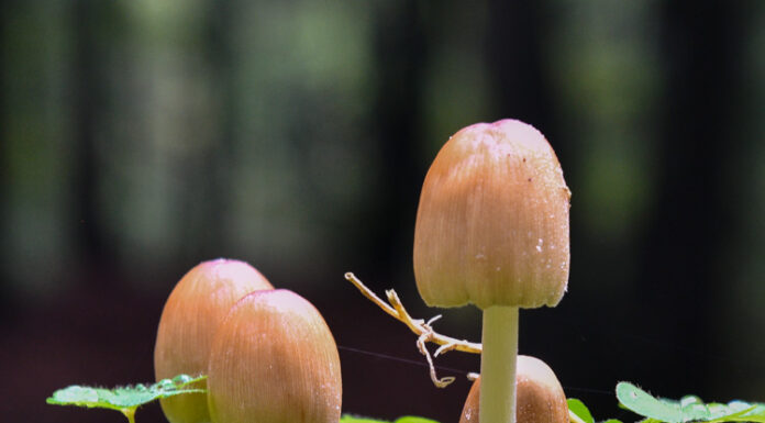 Ga mee met de Paddenstoelen-Herfstwandeling in Elspeet