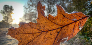 Gemeente Nunspeet plaatst weer bladkorven in de wijken en kernen