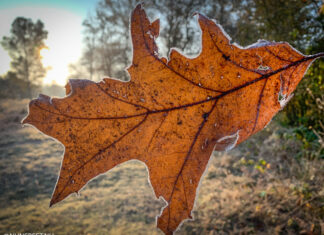Gemeente Nunspeet plaatst weer bladkorven in de wijken en kernen