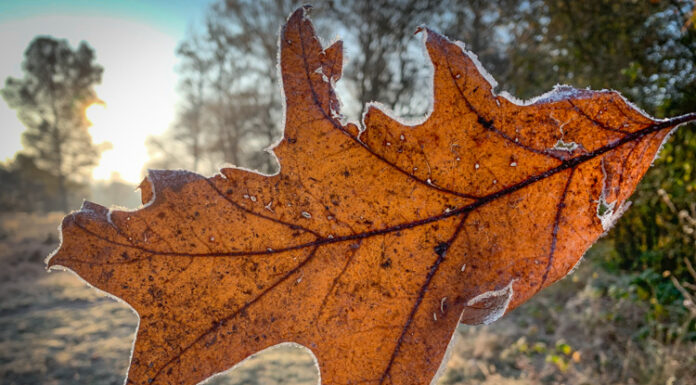Gemeente Nunspeet plaatst weer bladkorven in de wijken en kernen