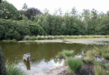 Onderzoek WUR: Afschot van wolven voorlopig onhaalbaar – boeren blijven met de gevolgen zitten