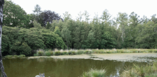 Onderzoek WUR: Afschot van wolven voorlopig onhaalbaar – boeren blijven met de gevolgen zitten