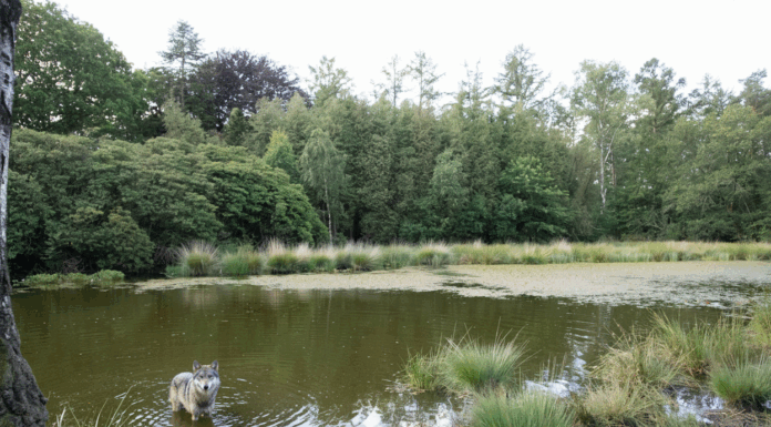 Onderzoek WUR: Afschot van wolven voorlopig onhaalbaar – boeren blijven met de gevolgen zitten