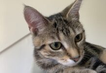 Word collectant voor de Dierenbescherming