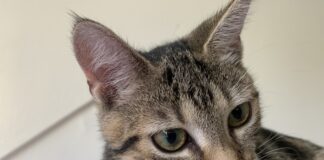 Word collectant voor de Dierenbescherming