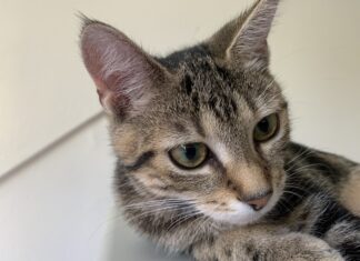 Word collectant voor de Dierenbescherming