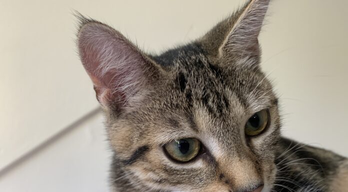 Word collectant voor de Dierenbescherming