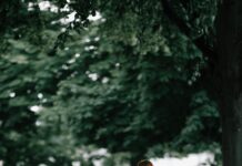 De mooiste hondenlosloopgebieden op de Veluwe bij Nunspeet