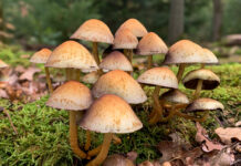 Paddenstoelenexcursie naar het Zandenbos bij het “Ronde Huis” in Nunspeet