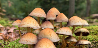 Paddenstoelenexcursie naar het Zandenbos bij het “Ronde Huis” in Nunspeet